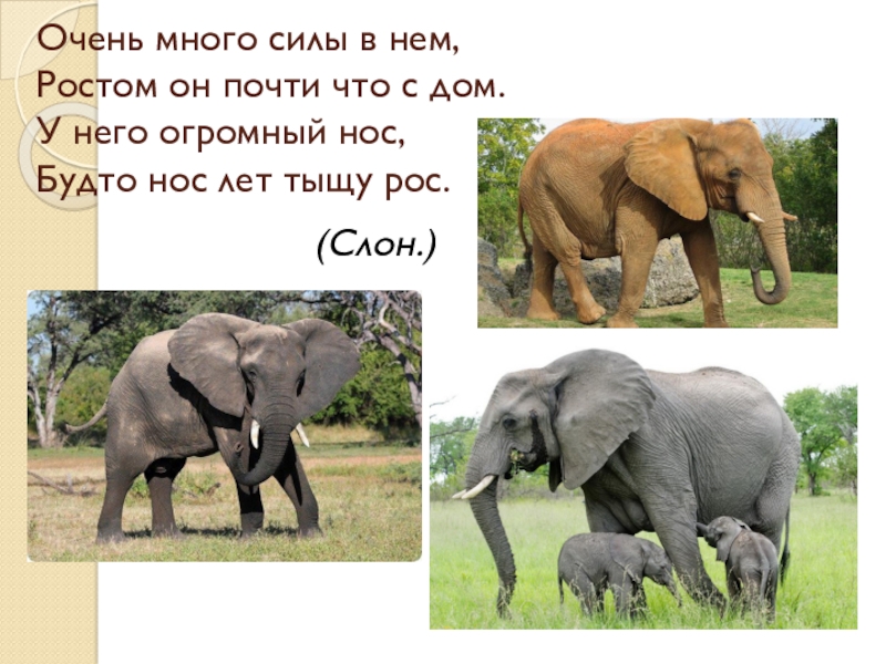 Вырасти слона. Слон растет. Очень много силы в нём ростом он почти что с дом. У слона огромный нос стих. Загадка очень много сил в нем ростом он.