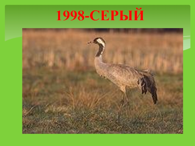 1998-СЕРЫЙ ЖУРАВЛЬ