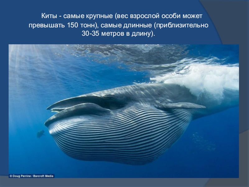 Где живет кит русский язык 1 класс. Кит. Среда обитания кита. Синий кит животное интересные факты.