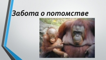 Презентация по биологии на тему Забота о потомстве