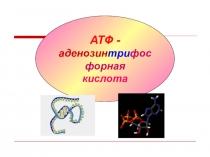 Презентация по биологии на тему АТФ - аденозинтрифосфорная кислота
