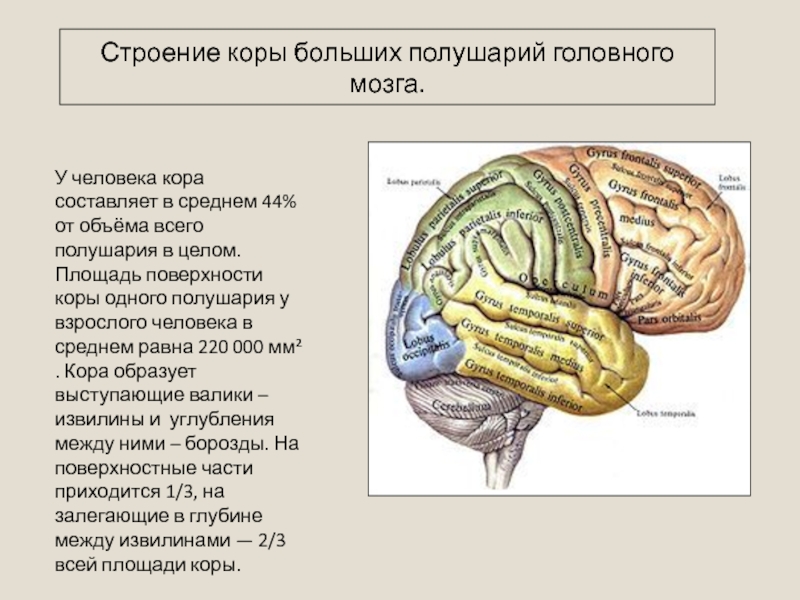 Большие полушария головного мозга презентация 8 класс