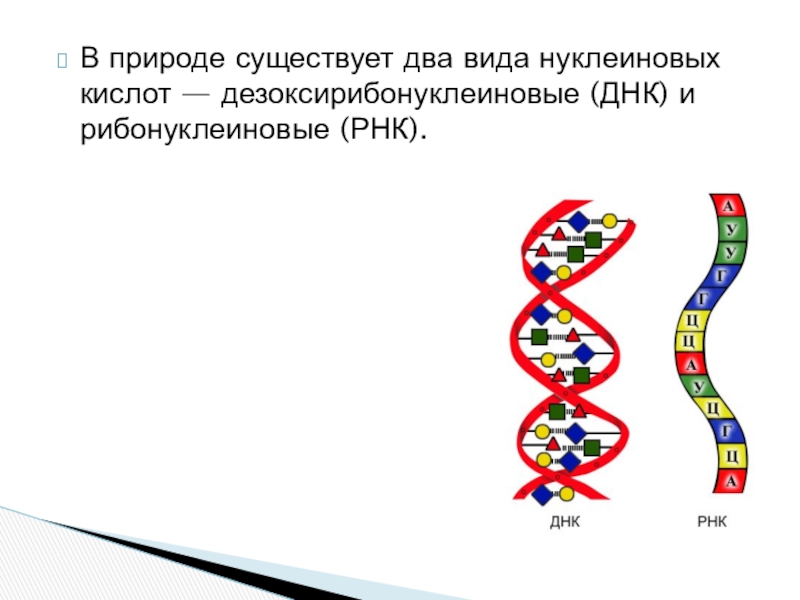 Виды молекул нуклеиновой кислоты днк. Нуклеиновые кислоты ДНК. Строение нуклеиновых кислот ДНК. Строение нуклеиновых кислот ДНК И РНК. Схема строения нуклеиновых кислот.