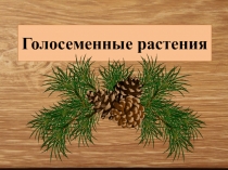 Презентация по биологии на тему Голосеменные растения (7 класс)