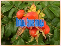 Сухие плоды презентация к уроку