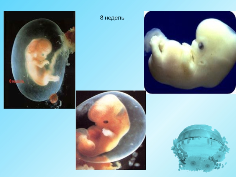 Внутриутробное развитие организма развитие после рождения. Периоды внутриутробного развития человека. Период внутриутробного развития презентация. Внутриутробное развитие организма презентация.