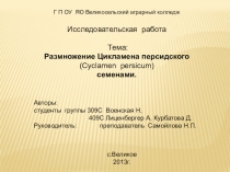 Презентация к исследовательской работе Размножение Цикламена персидского (Cyclamen persicum) семенами.
