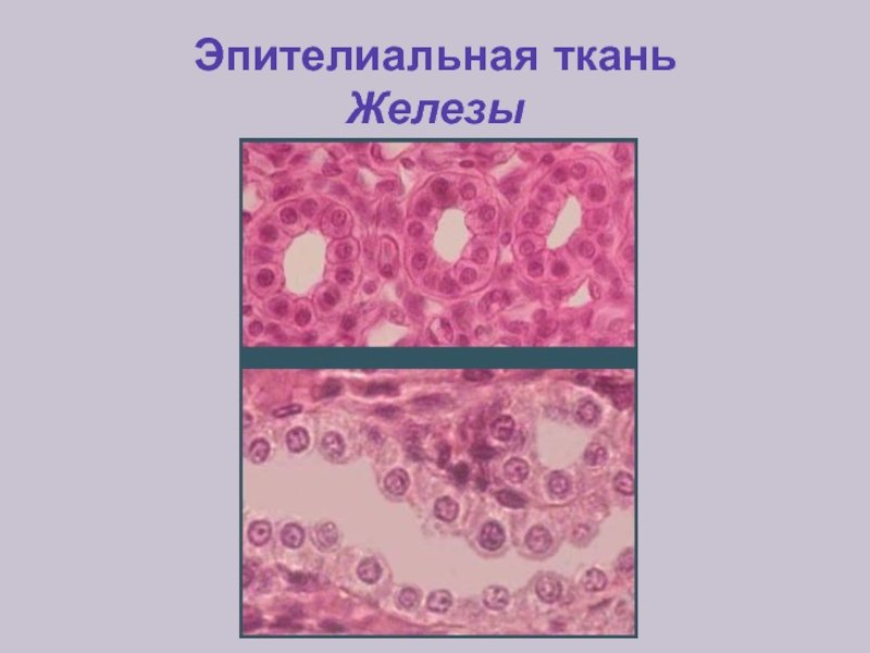 Ткань желез. Ткани человека железистый эпителий. Железистая эпителиальная ткань рисунок. Железистый эпителий ткань. Эпителиальная ткань железистый эпителий.