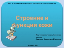 Презентация  Кожа человека