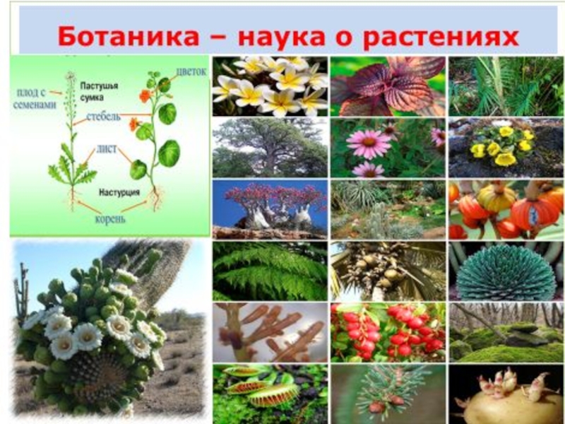 Презентация мир растений окружающий мир 3 класс. Разнообразные растения 3 класс. Многообразие растительного мира. Разнообразие растений на земле. Мир растений 3 класс окружающий мир.