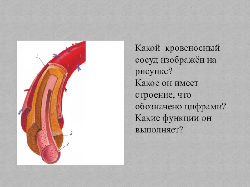 На рисунке изображен сосуд. Какой сосуд изображён на рисунке. Какой кровеносный сосуд изображен на рисунке. Какой кровеносный сосуд изображён на рисунке. Какое он имеет строение. Кровеносные сосуды рисунок.