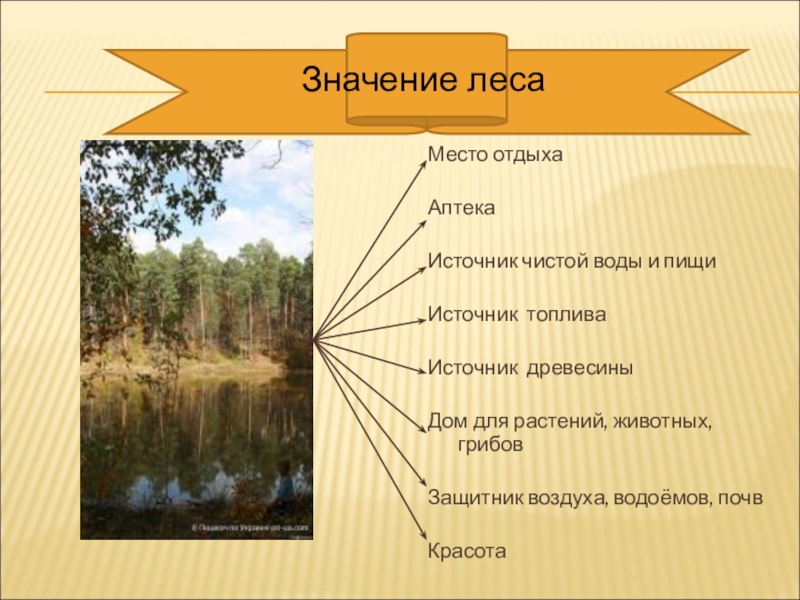 Составьте схему значение леса