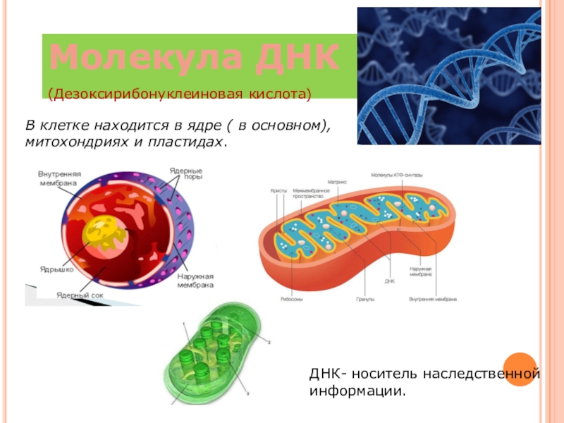 Какие структуры в ядрах содержат днк. Строение клетки ДНК. ДНК В ядре клетки. ДНК митохондрий и пластид.