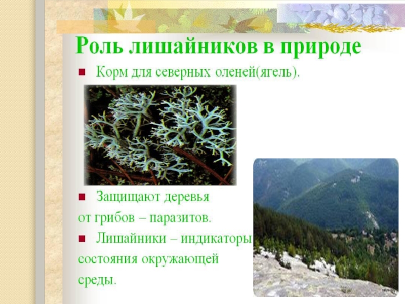 Значение лишайников в природе и жизни человека презентация