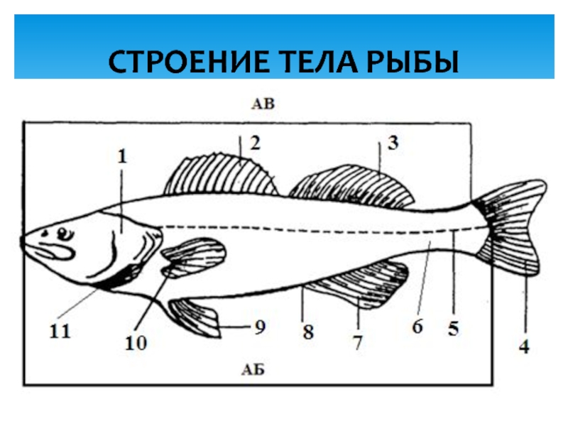 Внешнее строение рыбы 7 класс рисунок