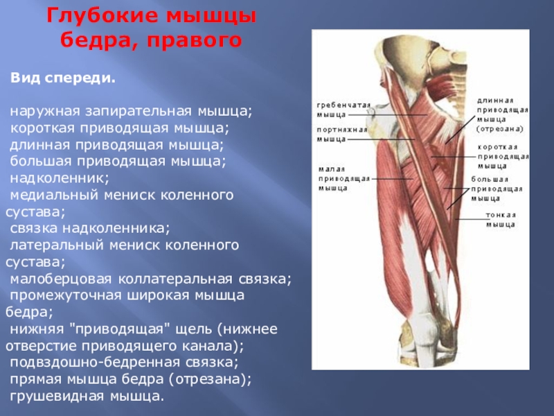 Короткая приводящая