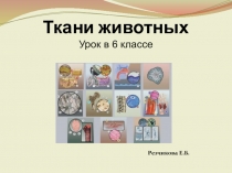 Презентация по биологии для 6 класса по теме Ткани животных