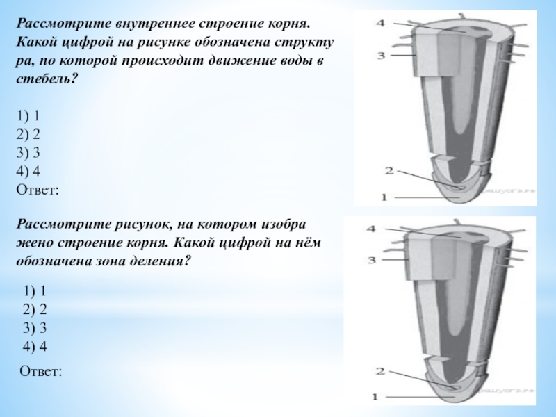 Какой цифрой на рисунке обозначена структура регулирующая количество света