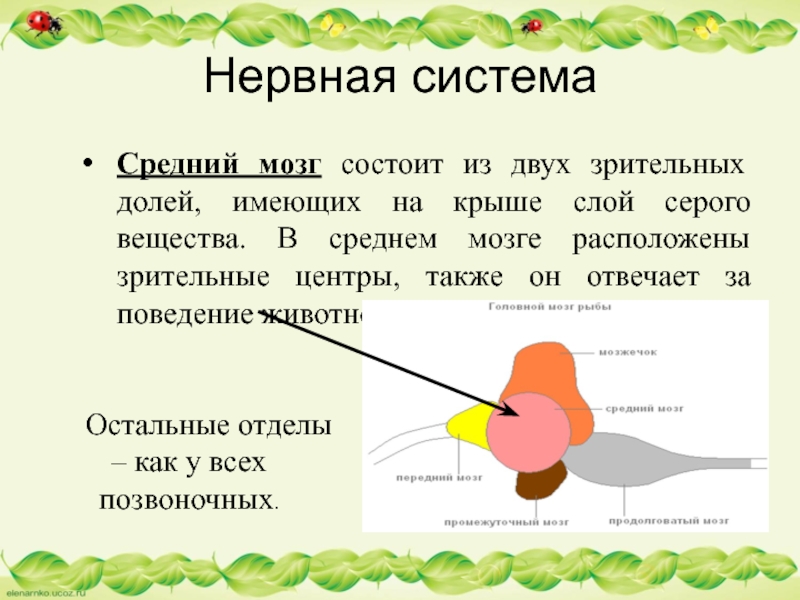 Нервная системаСредний мозг состоит из двух зрительных долей, имеющих на крыше слой серого вещества. В среднем мозге