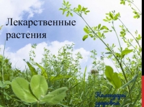 Презентация по биологии на тему Лекарственные растения (8 класс)