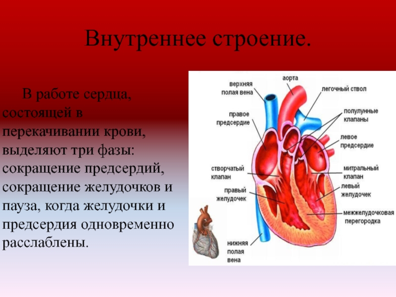 Внутреннее строение.	В работе сердца, состоящей в перекачивании крови, выделяют три фазы: сокращение предсердий, сокращение желудочков и пауза,