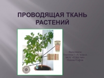 Презентация по биологии на тему Проводящая ткань (5 класс)