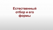 Презентация по биологии на тему: Естественный отбор (11 класс).