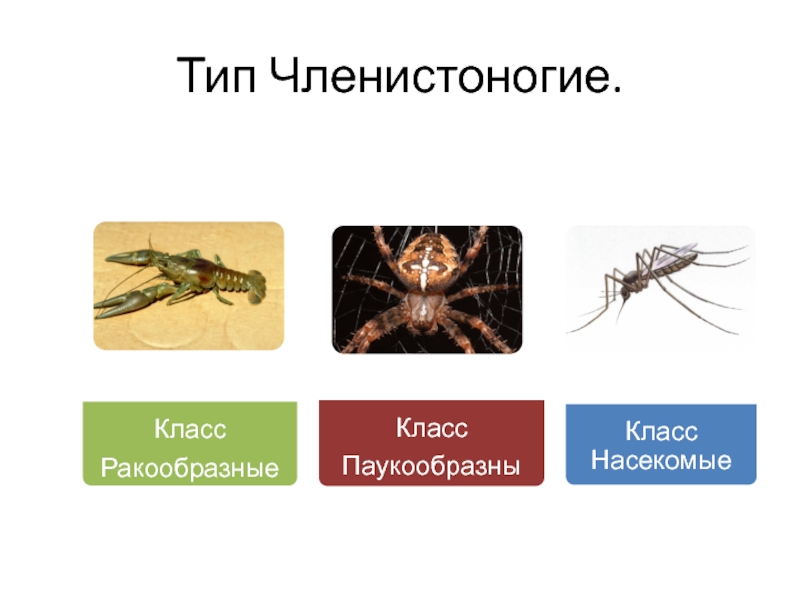 Классификация типа членистоногие. Членистоногие ракообразные паукообразные насекомые. Класс ракообразные класс паукообразные. Тип Членистоногие класс насекомые. Тип Членистоногие класс ракообразные.