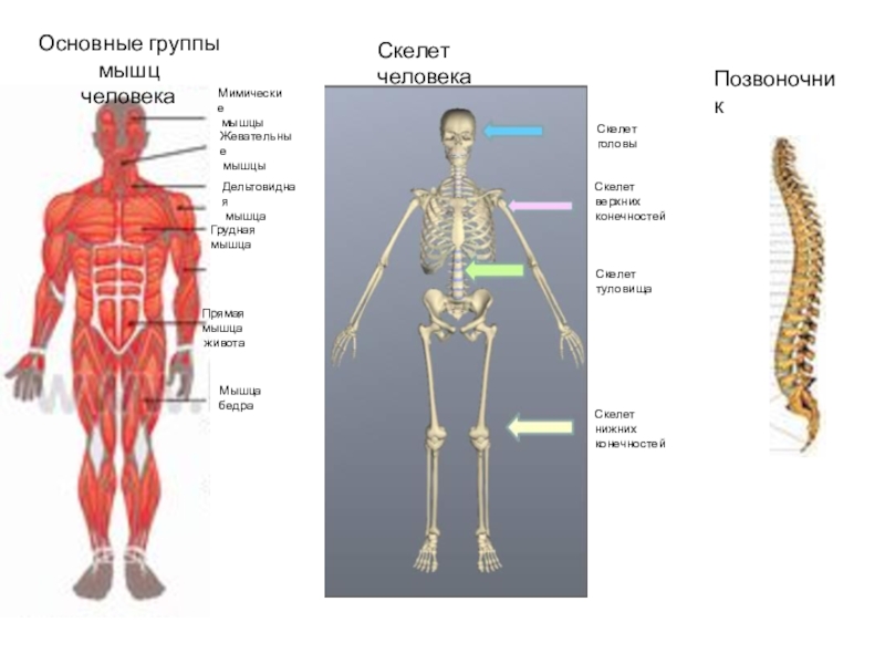 Скелет для детей анатомия