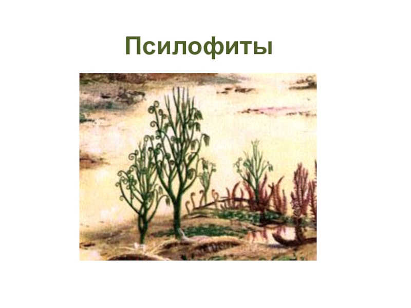 Выход растений на сушу какая эра. Силурийский период псилофиты. Силур растения псилофиты. Псилофиты и риниофиты. Риниофиты Силур.