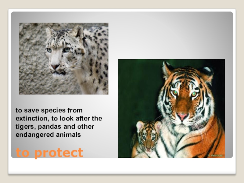 Saving the species. Saving the species. The endangered species act. Sos save our. Saving the species.