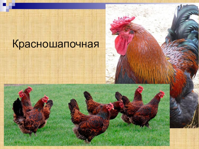 Породы куриц несушек с фотографиями