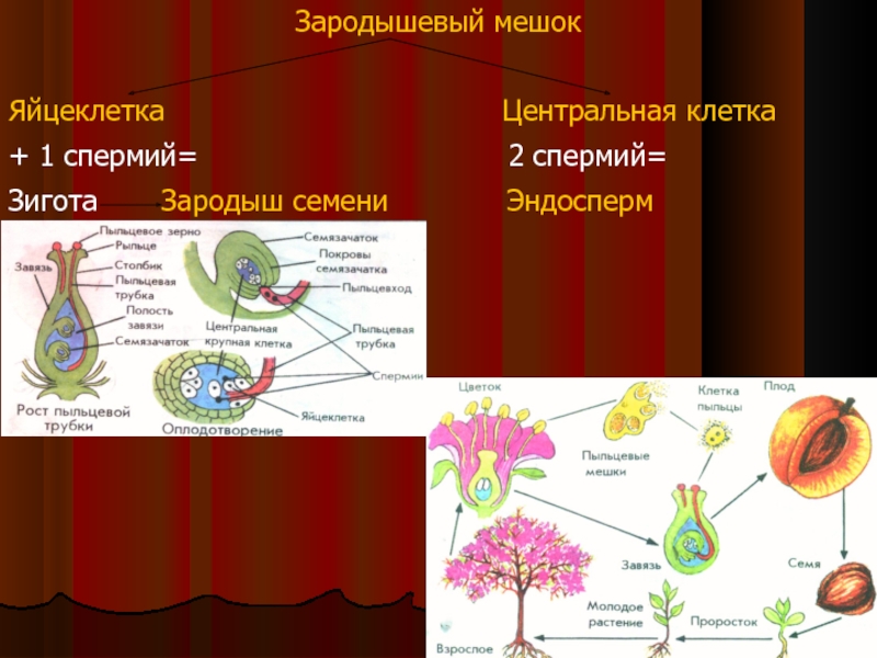 Оплодотворенная спермием центральная клетка. Зигота цветковых растений. Зародышевый мешок у цветковых растений это. Яйцеклетка зародышевого мешка. Спермии и яйцеклетки растений.