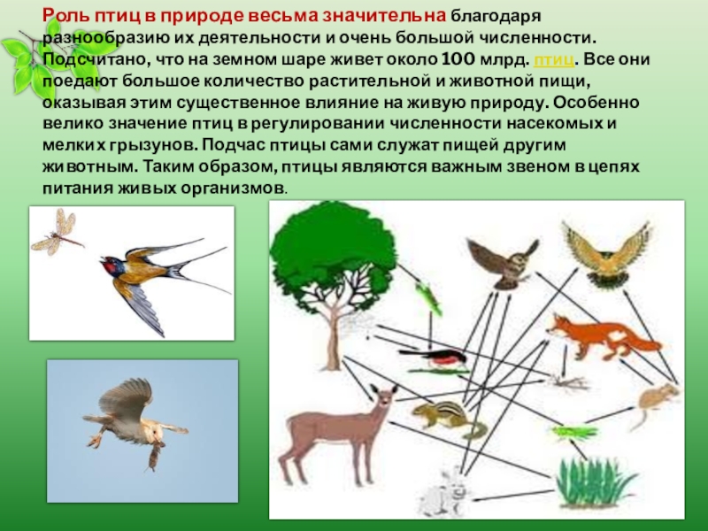Значение птиц в природе 7 класс. Роль птиц в природе. Роль птиц в жизни человека. Роль птиц в природе и жизни человека. Роль птиц для человека.