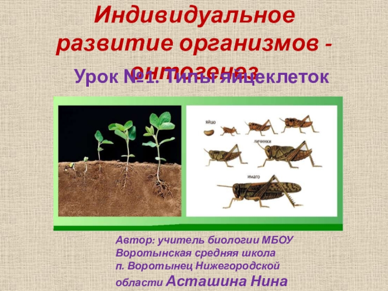 Индивидуальное развитие организма 10 класс биология тест. Индивидуальное развитие организма. Проект по биологии на тему индивидуальное развитие организмов. Что такое индивидуальное развитие в биологии 6 класс. Индивидуальное развитие организмов 6 класс биология.