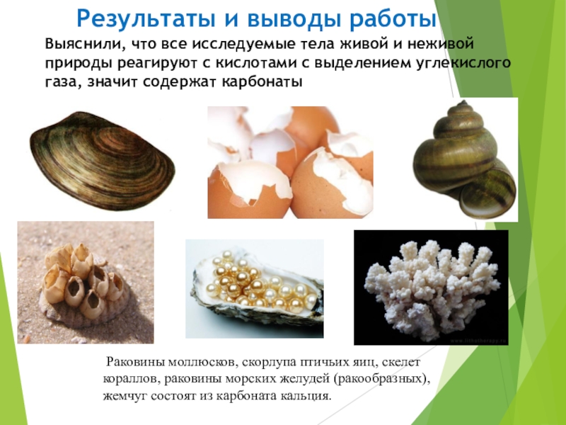 Кальций из моллюсков. Карбонаты в природе. Раковины карбонат кальция. Раковины моллюсков из карбоната кальция. Применение карбоната кальция в природе.