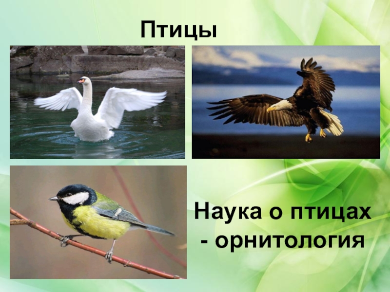 Наука о птицах. Орнитология презентация. Орнитология это наука. Наука изучающая птиц.