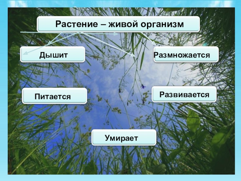 Растение живой организм. Живой организм цветка. Растение живой организм питается размножается. Растения как живой организм.