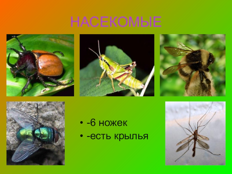 6 групп насекомых. Группы насекомых. Группа животных насекомые. Группы животных 1 класс насекомые. Насекомые 3 класс.