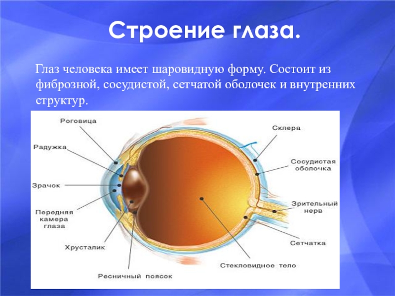 Глаз человека расположен