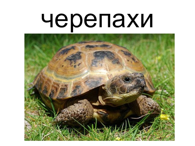 Черепаха в какой природной. Животные живого уголка черепаха. Черепахи в живой природе. Черепаха в уголке природы картинки. В живом уголке было 18 черепах.