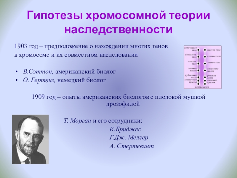 Положениями хромосомной теории наследственности является. Теория Моргана. Хромосомная теория наследственности. Хромосомная теория насл. Автор хромосомной теории наследственности.