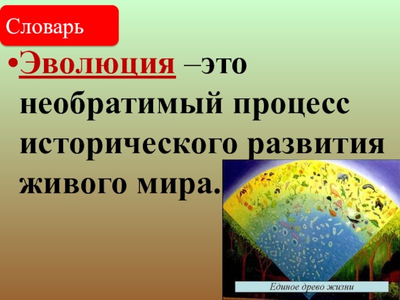 История развития растительного мира 6 класс презентация