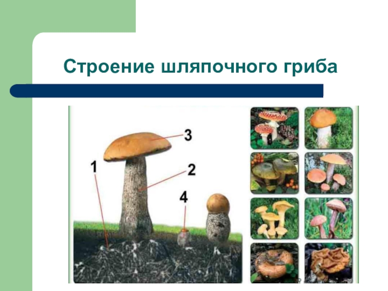 Шляпочные грибы водоросли. Грибы строение шляпочных грибов. Строение шляпочного гриба. Строение шляпочных грибов. Строение и разнообразие шляпочных грибов.