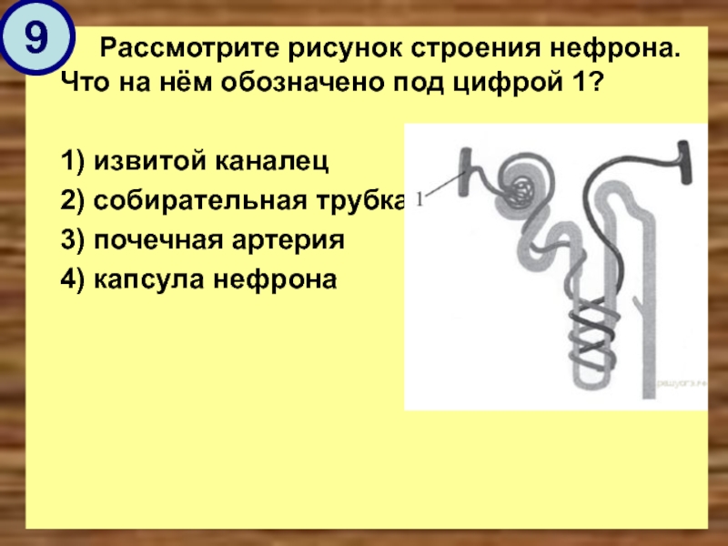 На рисунке цифрой 9 обозначено. Рассмотрите рисунок строения нефрона. Строение нефрона. Рассмотрите строение нефрона. Рассмотрите рисунок строения нефрона под цифрой 1.