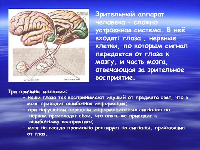 Сложно устроено. Зрительный аппарат. Зрительный аппарат человека. Зрительный аппарат человека анатомия. Зрительный аппарат человека картинки.