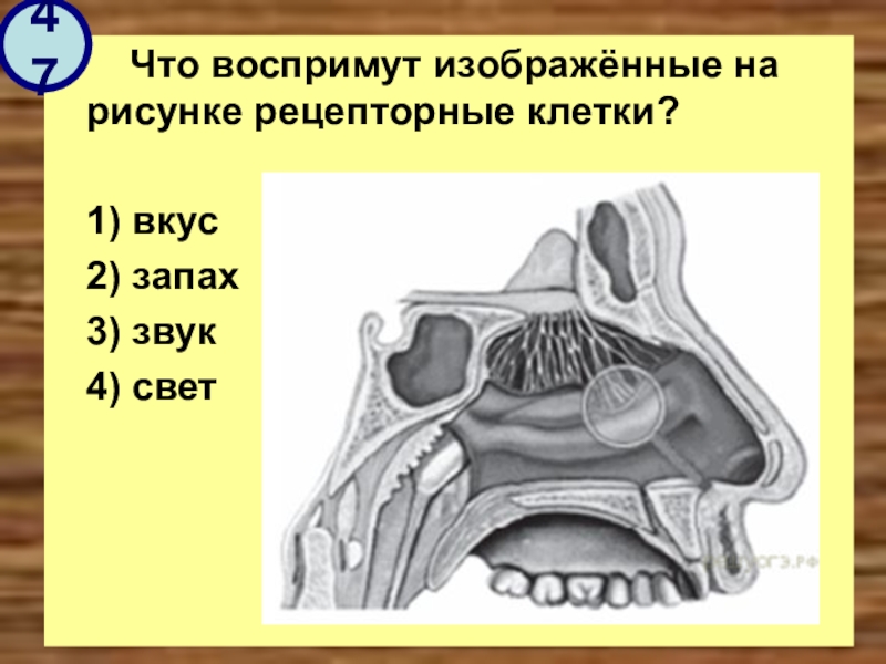 Что воспримут изображенные на рисунке под номером 3 рецепторные клетки кортиева органа