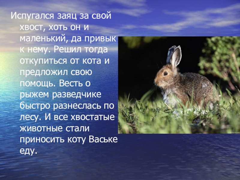 Кого боится заяц. Чего боятся зайцы. Заяц с прижатыми ушами. Дикий заяц. Бедный заяц.
