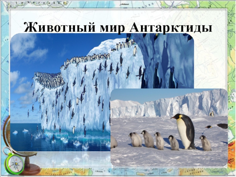 Сообщение о животных антарктиды. Животный мир Антарктиды. Животный мир е Антарктиды. Животными мир Антарктиды".. Презентация на тему животные Антарктиды.