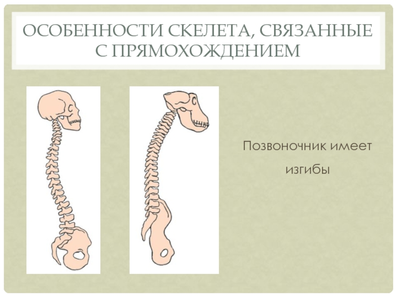 Позвоночник имеет изгибыОсобенности скелета, связанные с прямохождением